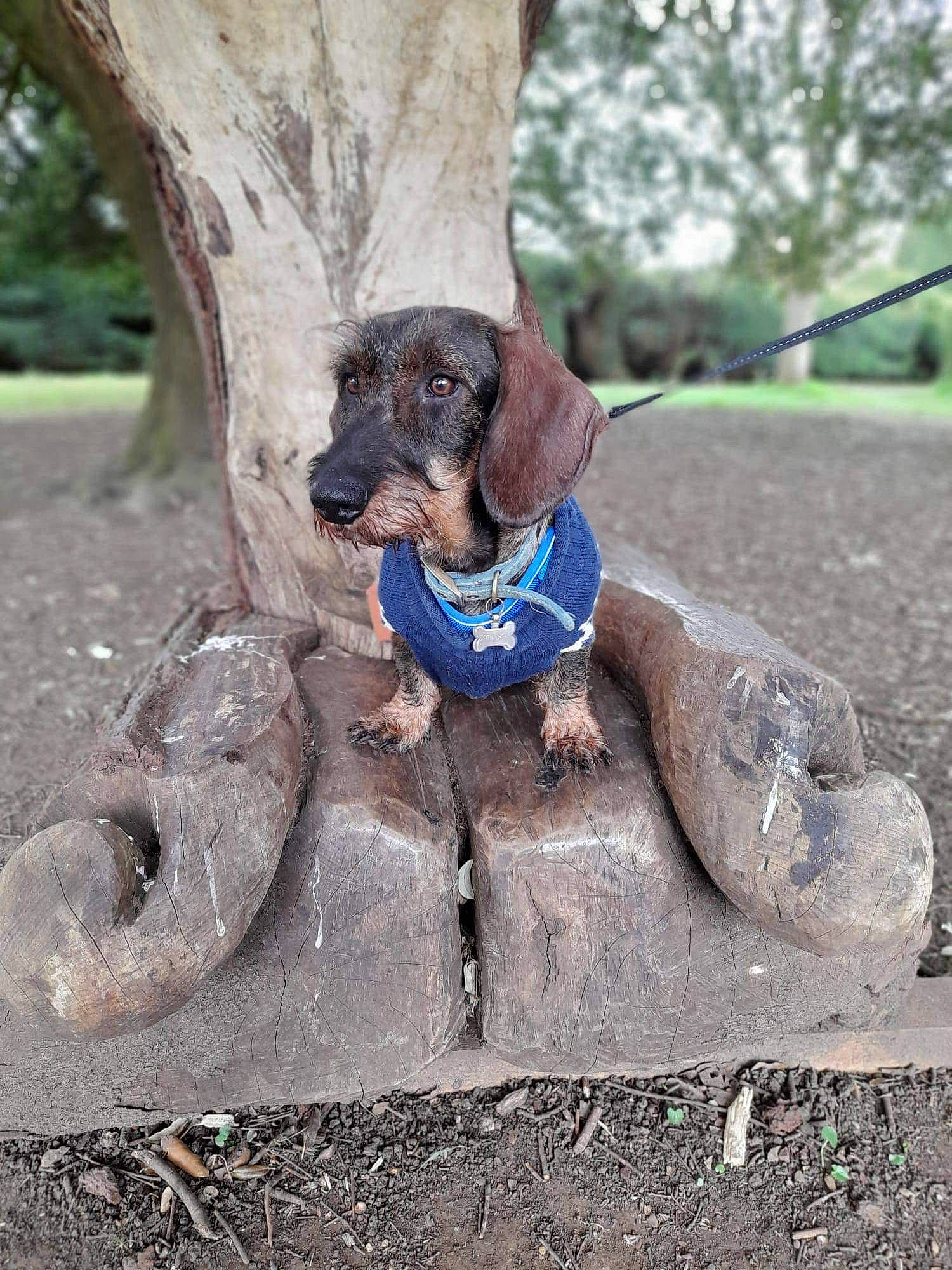 Chester is registered to the contest to win money with this photo: canidae, carnivore, collar, companion_dog, dog, dog_breed, dog_collar, dog_supply, electric_blue, fawn, gun_dog, leash, liver, plant, recreation, snout, soil, sporting_group, tree, working_animal