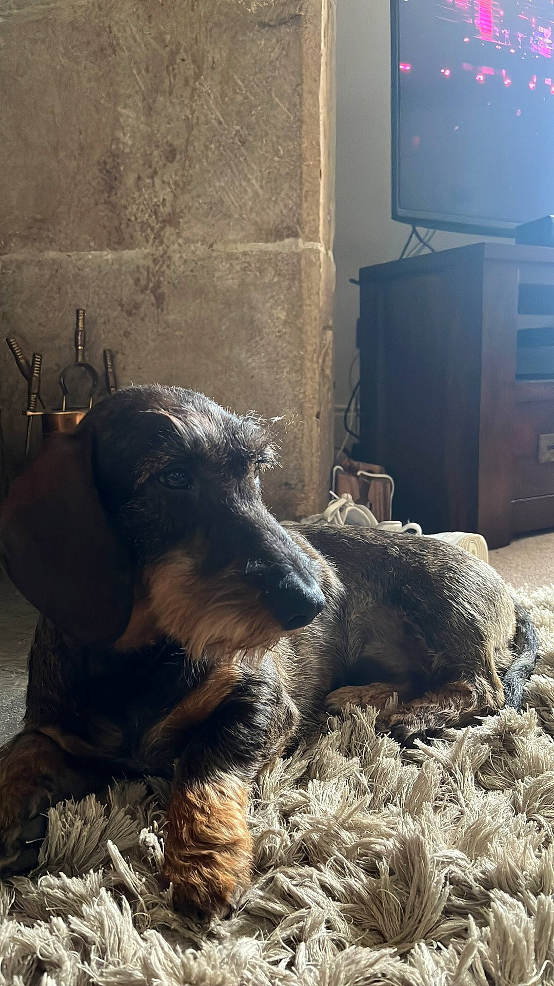 Chester joined the competition — help win amazing prizes! cabinetry, carnivore, comfort, companion_dog, dog, dog_breed, entertainment_center, flooring, fur, grass, home_appliance, snout, sporting_group, television, television_set, terrestrial_animal, tints_and_shades, whiskers, wood, working_animal