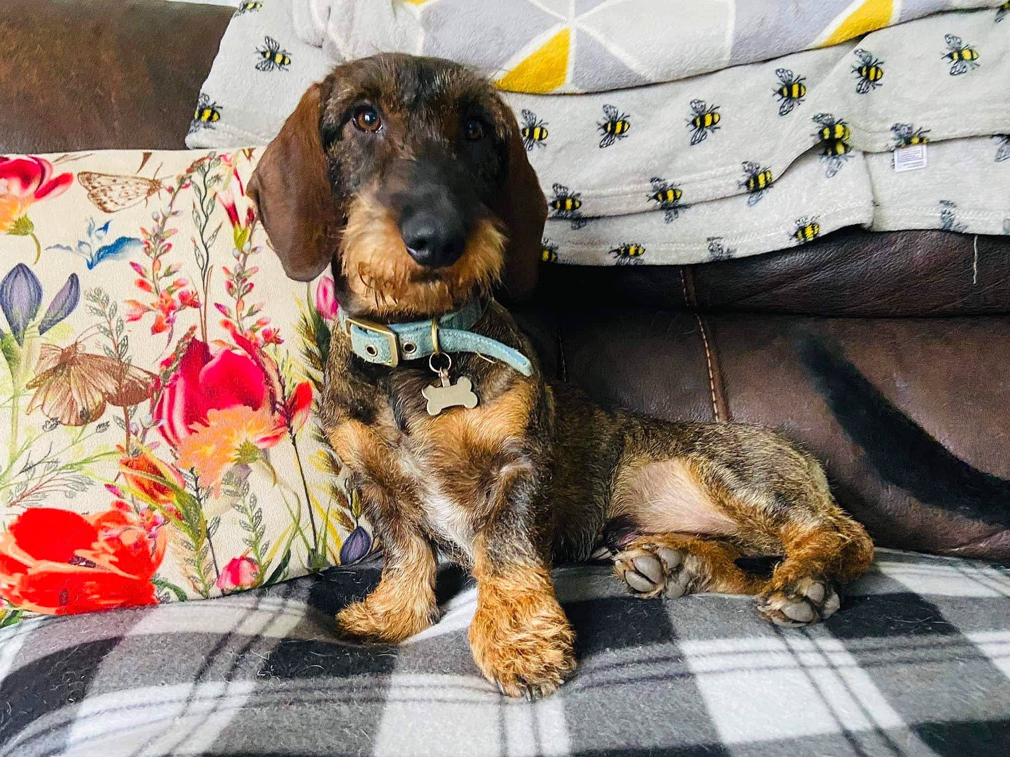 Chester is registered to the contest to win money with this photo: canidae, carnivore, collar, companion_dog, dog, dog_breed, dog_collar, dog_supply, fawn, fur, leash, liver, snout, spaniel, sporting_group, terrier, welsh_terrier, working_animal, working_dog, working_terrier