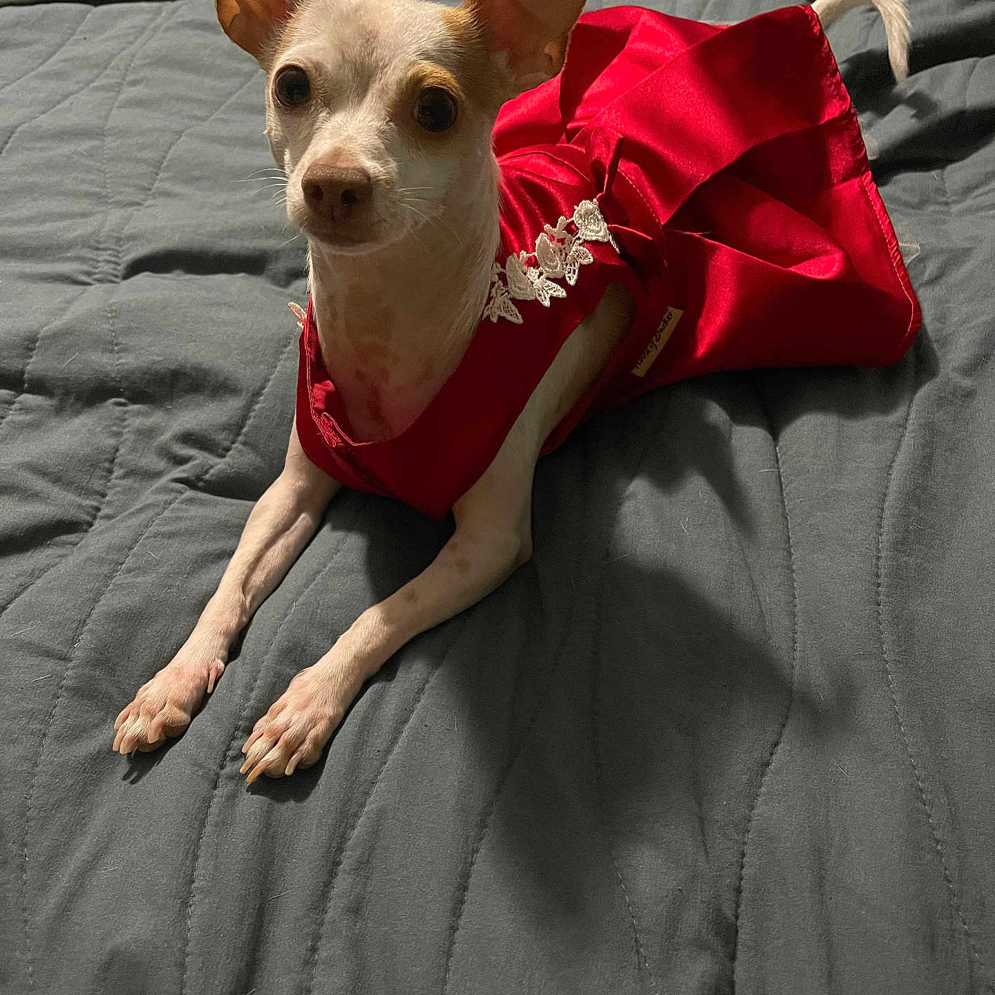 Teether is registered to the contest to win money with this photo: animal, attentive, bed, canine, cute, dog, domestic_animal, ears, fabric, fur, indoors, lying_down, patterned_bedding, pet, portrait, quilted_bedspread, red_dress, resting, small_dog, white_and_brown