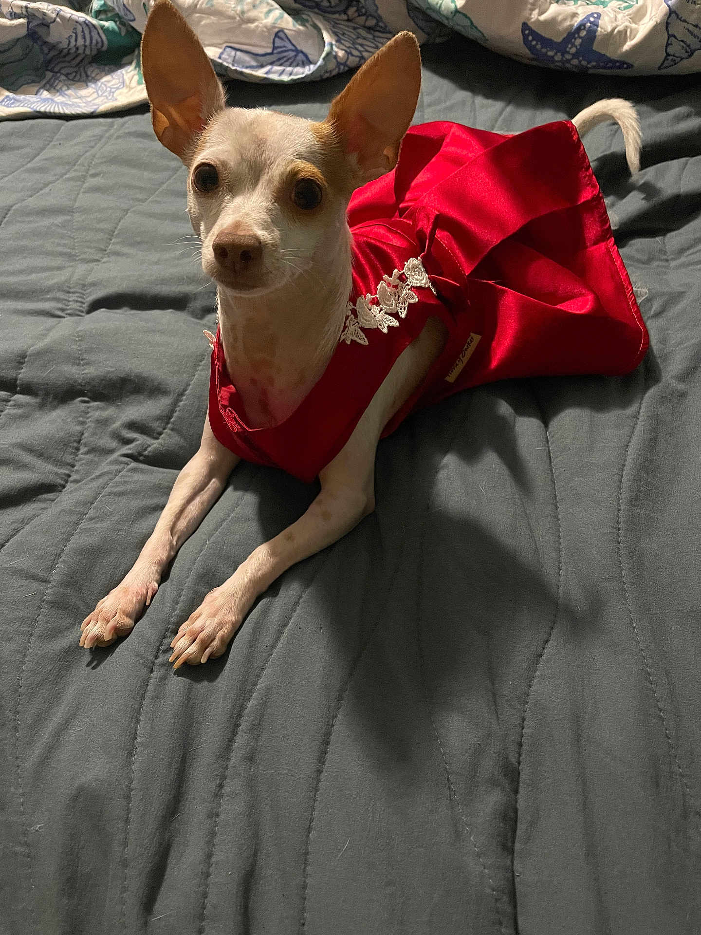 Teether is registered to the contest to win money with this photo: dog, small_dog, red_dress, bed, quilted_bedspread, pet, animal, ears, fur, lying_down, indoors, cute, attentive, white_and_brown, fabric, patterned_bedding, domestic_animal, canine, resting, portrait