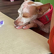 Teether joined the competition — help win amazing prizes! dog, small_dog, sleeping, resting, pet_harness, hand, table, dining_table, indoor, floor, pet_bed, wood_floor, person_hand, fur, ear, brown_and_white, closeup, quiet, calm, home