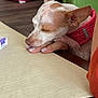 dog, small_dog, sleeping, resting, pet_harness, hand, table, dining_table, indoor, floor, pet_bed, wood_floor, person_hand, fur, ear, brown_and_white, closeup, quiet, calm, home