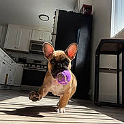 Pedro is registered to the contest to win money with this photo: dog, puppy, french_bulldog, ball, toy, kitchen, floor, sunlight, shadow, window_blinds, running, pet, animal, indoor, playful, brown, black_nose, ears, cute, chewing