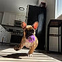 dog, puppy, french_bulldog, ball, toy, kitchen, floor, sunlight, shadow, window_blinds, running, pet, animal, indoor, playful, brown, black_nose, ears, cute, chewing