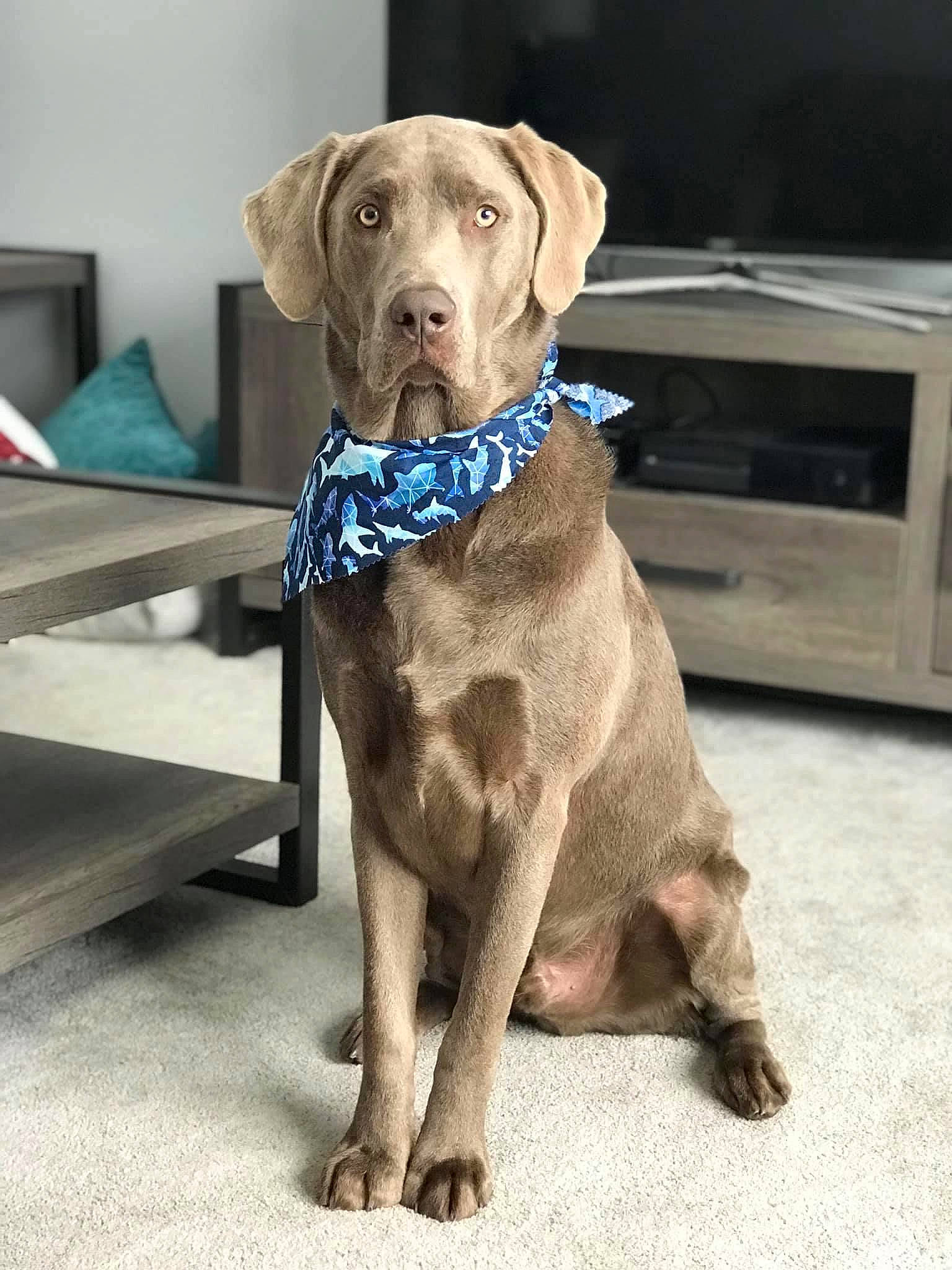 Opie is registered to the contest to win money with this photo: beagador, canidae, carnivore, chesapeake_bay_retriever, companion_dog, dog, dog_breed, dog_collar, fawn, hunting_dog, labrador_retriever, liver, mammal, pointing_breed, puppy, retriever, snout, sporting_group, weimaraner