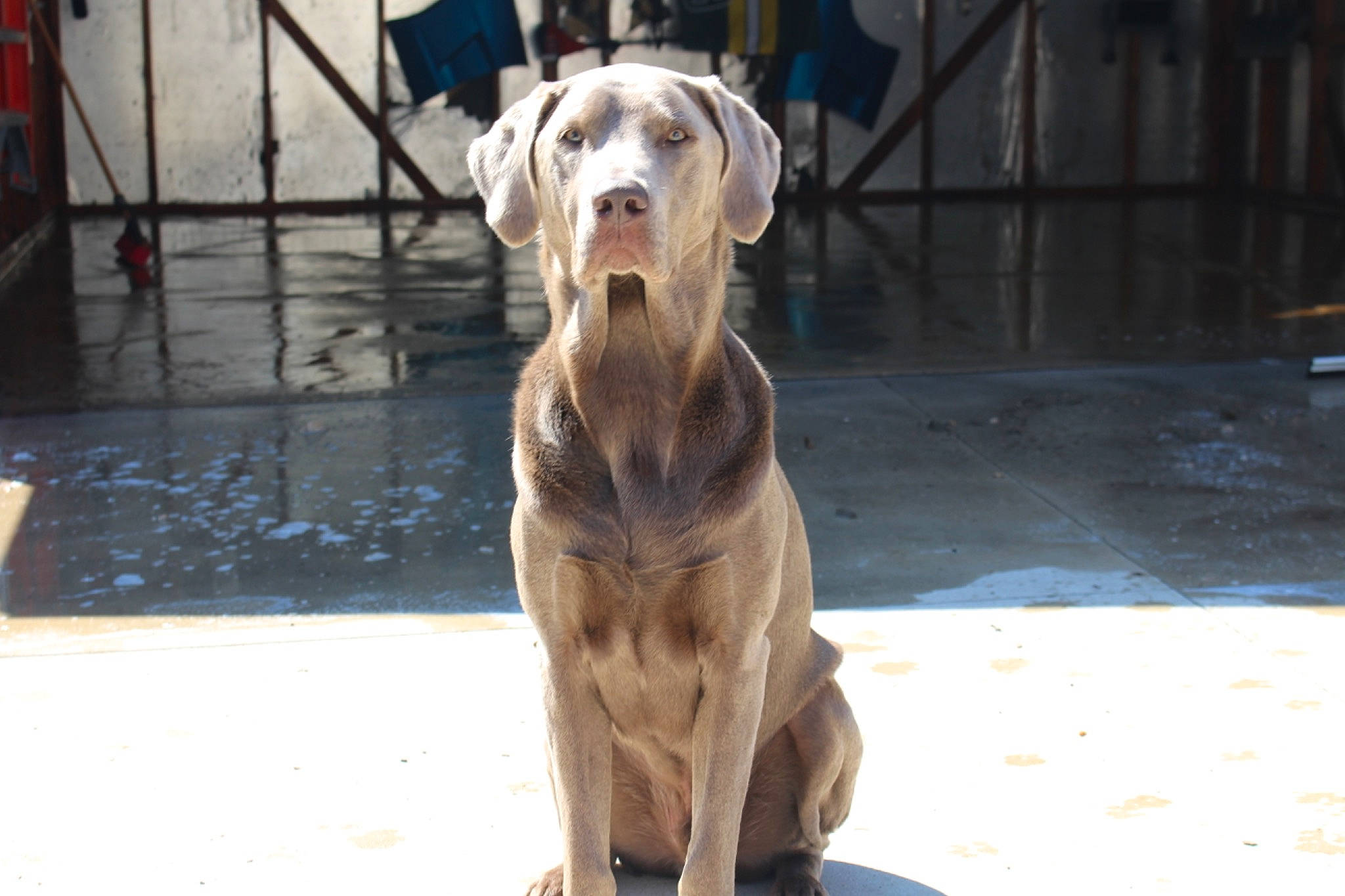 Opie is registered to the contest to win money with this photo: ancient_dog_breeds, canidae, carnivore, dog, dog_breed, fawn, mammal, sporting_group, vertebrate, weimaraner