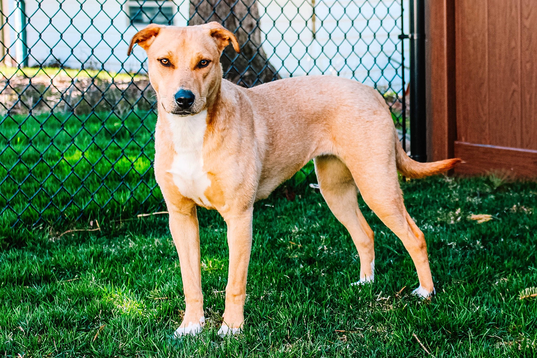 Ruby Bear is registered to the contest to win money with this photo: ancient_dog_breeds, canidae, carnivore, companion_dog, dog, dog_breed, fawn, feist, grass, greyhound, mammal, potcake_dog, rare_breed_dog, sporting_group, vertebrate