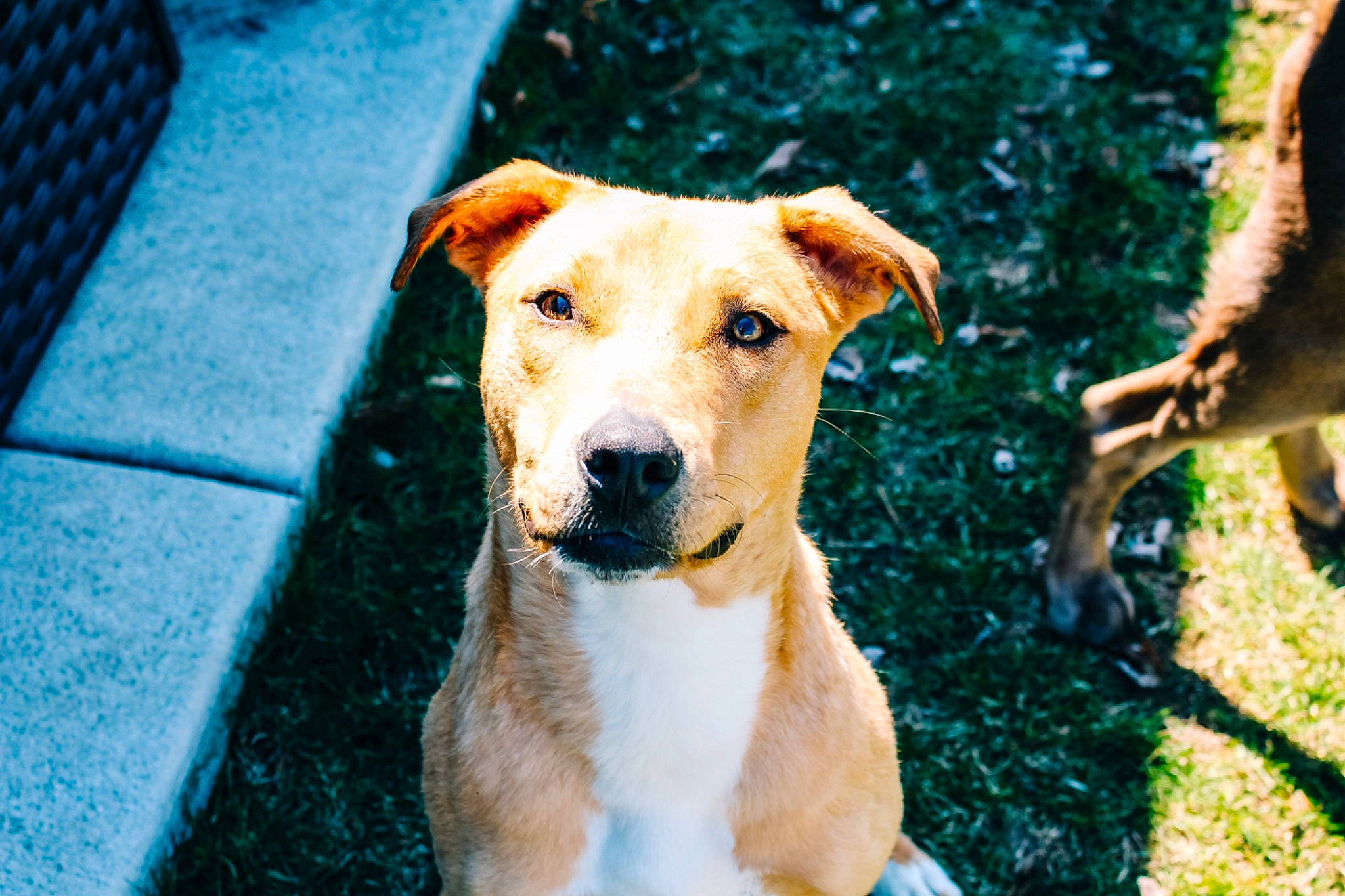 Ruby Bear joined the competition — help win amazing prizes! canidae, carnivore, catahoula_bulldog, companion_dog, dog, dog_breed, fawn, labrador_retriever, mammal, mountain_cur, potcake_dog, puppy, rare_breed_dog, snout, sporting_group, vertebrate, whiskers, yellow