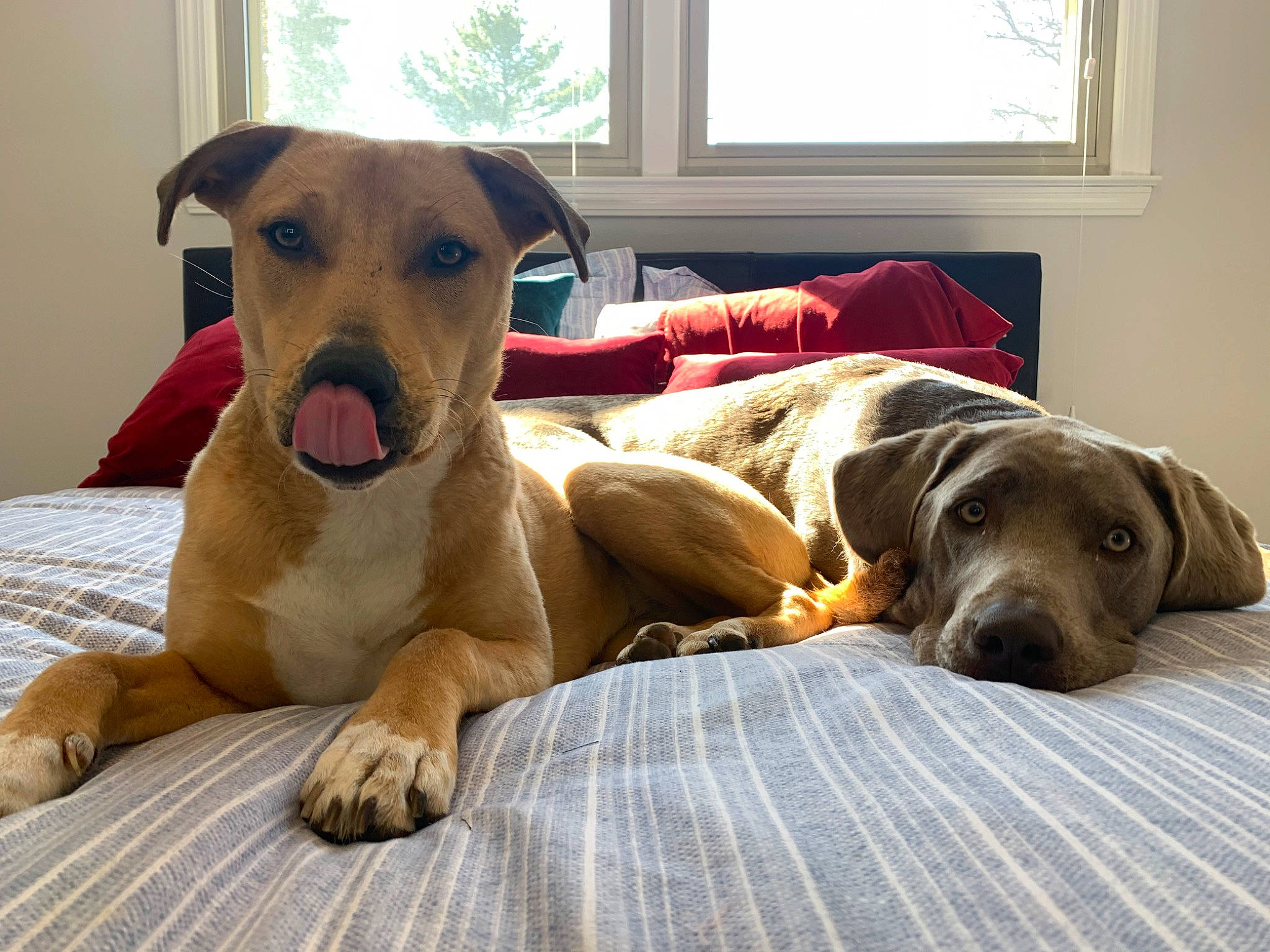 Ruby Bear joined the competition — help win amazing prizes! beagador, canidae, carnivore, companion_dog, dog, dog_breed, ear, fawn, floor, great_dane, labrador_retriever, mammal, mountain_cur, potcake_dog, rare_breed_dog, rhodesian_ridgeback, snout, sporting_group, vertebrate, weimaraner