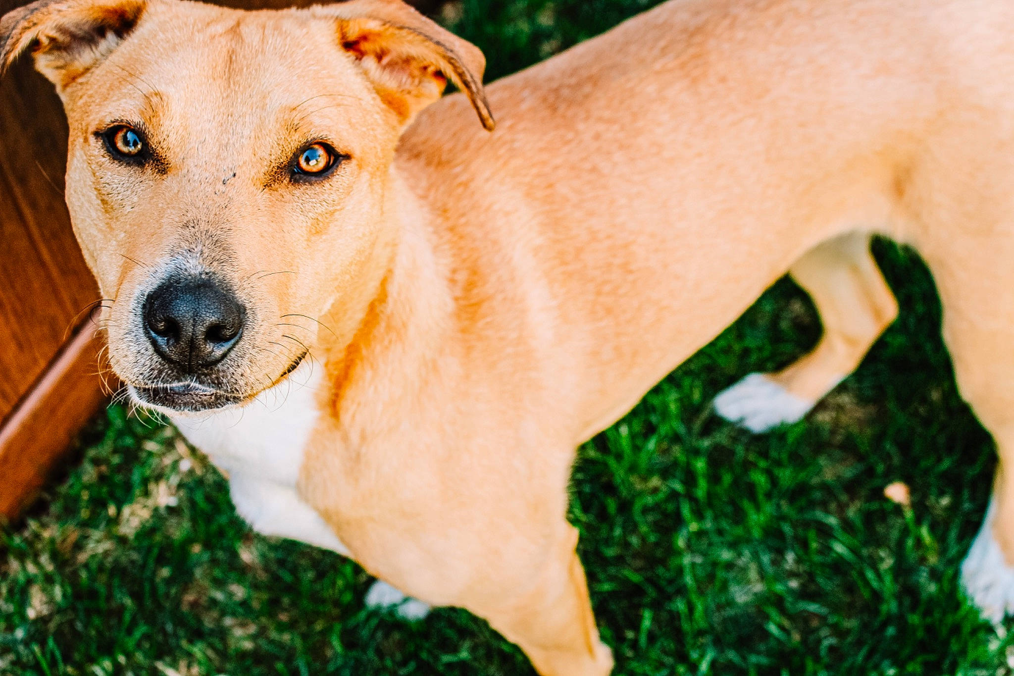 Ruby Bear is registered to the contest to win money with this photo: ancient_dog_breeds, austrian_pinscher, canidae, carnivore, companion_dog, dog, dog_breed, fawn, feist, grass, mammal, mountain_cur, plant, potcake_dog, puppy, rare_breed_dog, snout, sporting_group, vertebrate