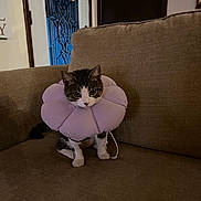 Nayla joined the competition — help win amazing prizes! cat, pet, flower_collar, purple, couch, indoor, furniture, brown, door, sign, thankful, curious, animal, sitting, cozy, home, cute, eyes, expression, domestic