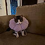 cat, pet, flower_collar, purple, couch, indoor, furniture, brown, door, sign, thankful, curious, animal, sitting, cozy, home, cute, eyes, expression, domestic