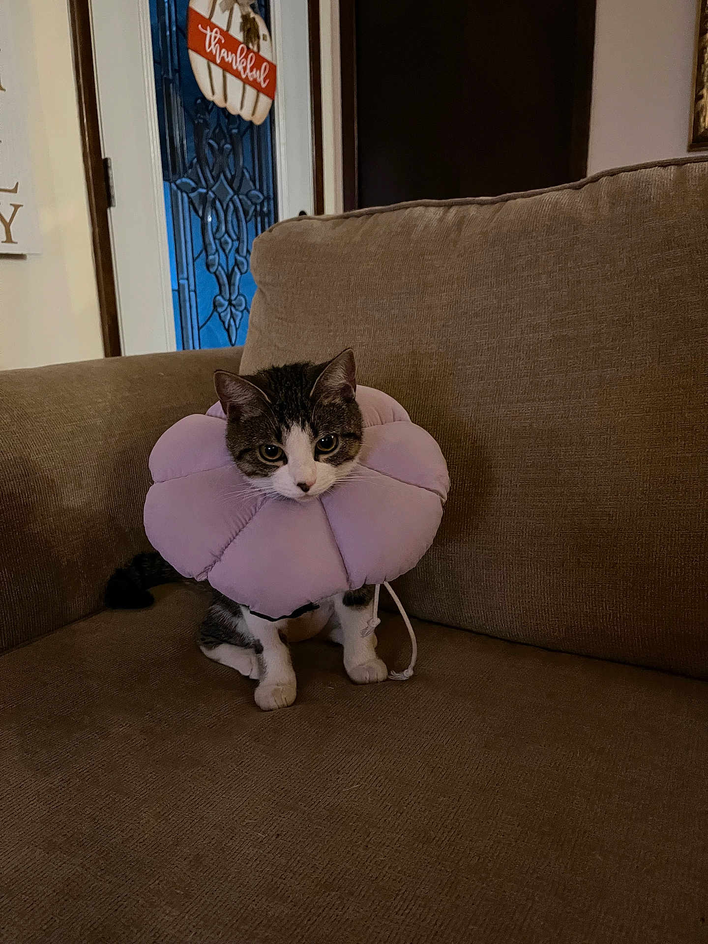 Nayla joined the competition — help win amazing prizes! cat, pet, flower_collar, purple, couch, indoor, furniture, brown, door, sign, thankful, curious, animal, sitting, cozy, home, cute, eyes, expression, domestic