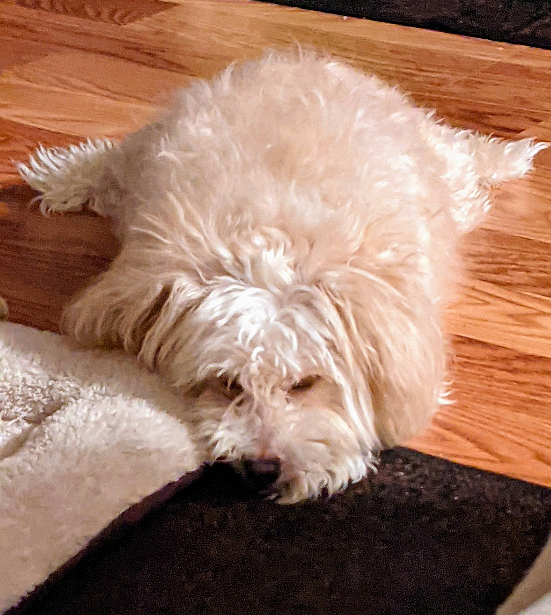 Chewy is registered to the contest to win money with this photo: canidae, carnivore, comfort, companion_dog, dog, dog_breed, flooring, fur, hardwood, labradoodle, maltepoo, poodle_crossbreed, small_terrier, sporting_group, terrier, toy_dog, water_dog, wood, working_animal, yorkipoo