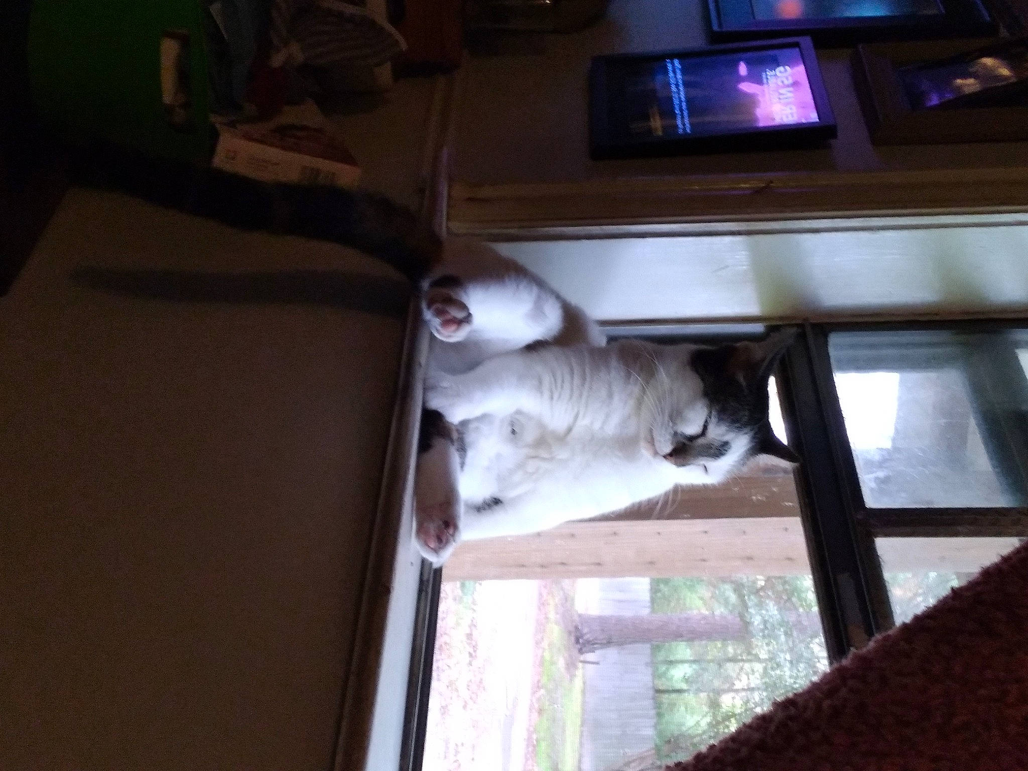 Mr Kitty is registered to the contest to win money with this photo: audio_equipment, building, carnivore, cat, darkness, felidae, flooring, fur, hardwood, room, sash_window, shade, small_to_medium_sized_cats, sporting_group, tail, tints_and_shades, tree, whiskers, window, wood