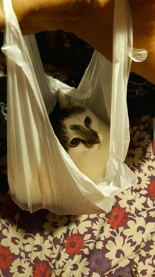 Mr Kitty is registered to the contest to win money with this photo: bridal_accessory, carnivore, comfort, curtain, dress, fashion_accessory, fawn, felidae, flooring, formal_wear, fur, linens, musical_instrument, plastic_bag, room, small_to_medium_sized_cats, wedding_ceremony_supply, whiskers, white, wood