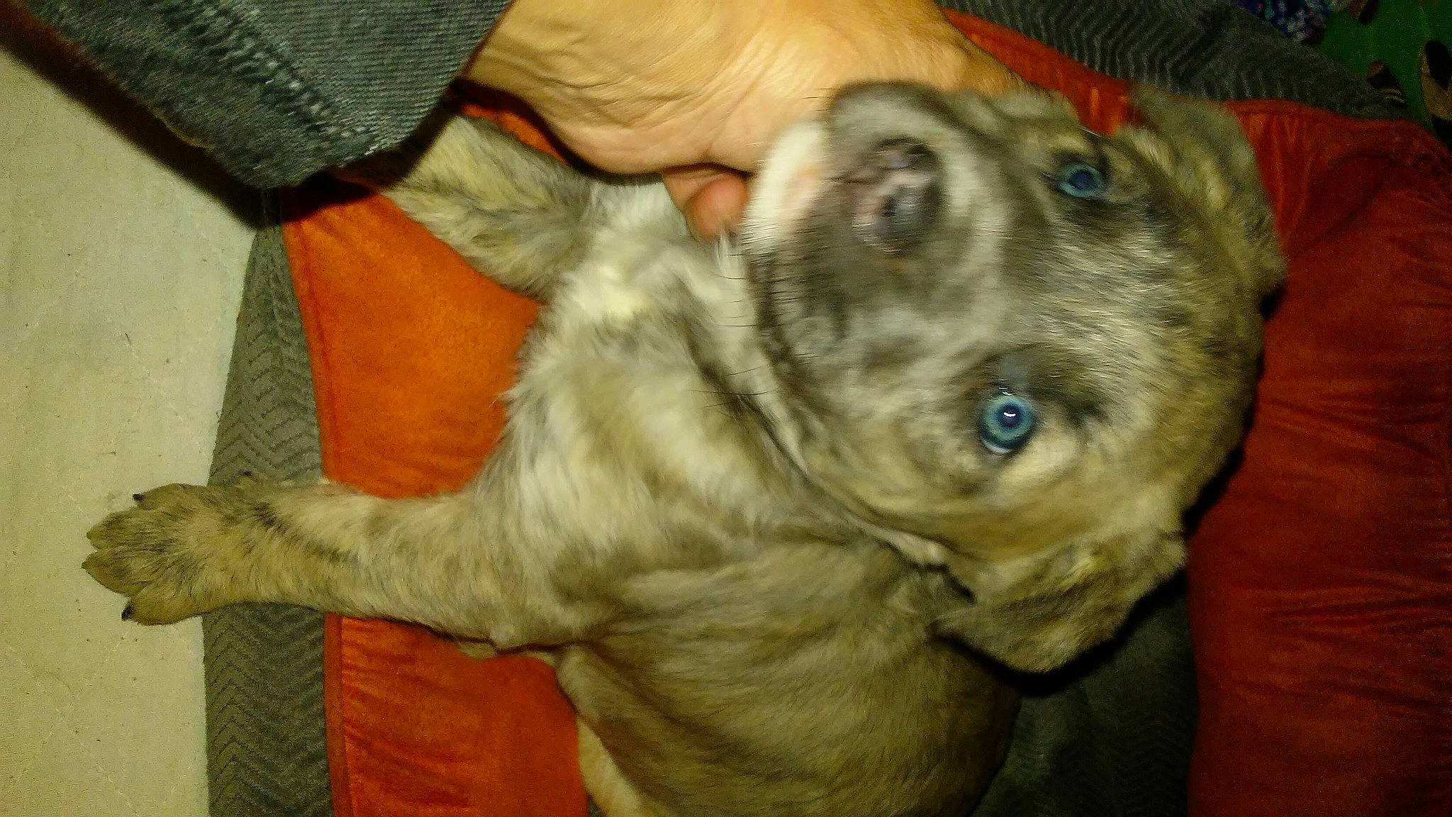 Beauty joined the competition — help win amazing prizes! canidae, carnivore, collar, companion_dog, dog, dog_breed, dog_collar, ear, fawn, fur, gesture, guard_dog, liver, non_sporting_group, paw, sporting_group, tail, whiskers, working_animal, wrinkle