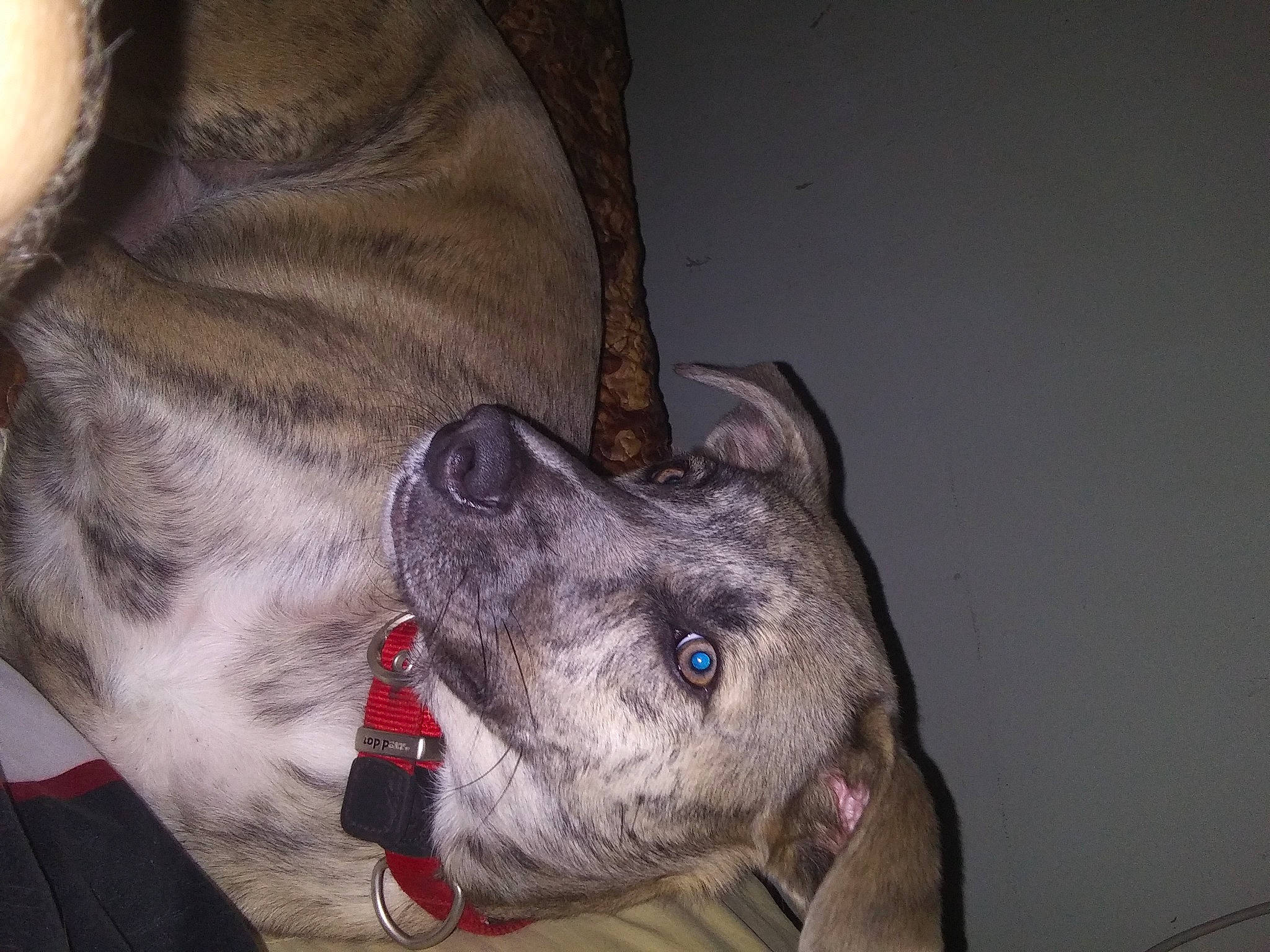 Beauty joined the competition — help win amazing prizes! canidae, carnivore, collar, companion_dog, dog, dog_breed, dog_collar, ear, fawn, fur, giant_dog_breed, grey, liver, non_sporting_group, rampur_greyhound, snout, sporting_group, whiskers, working_animal