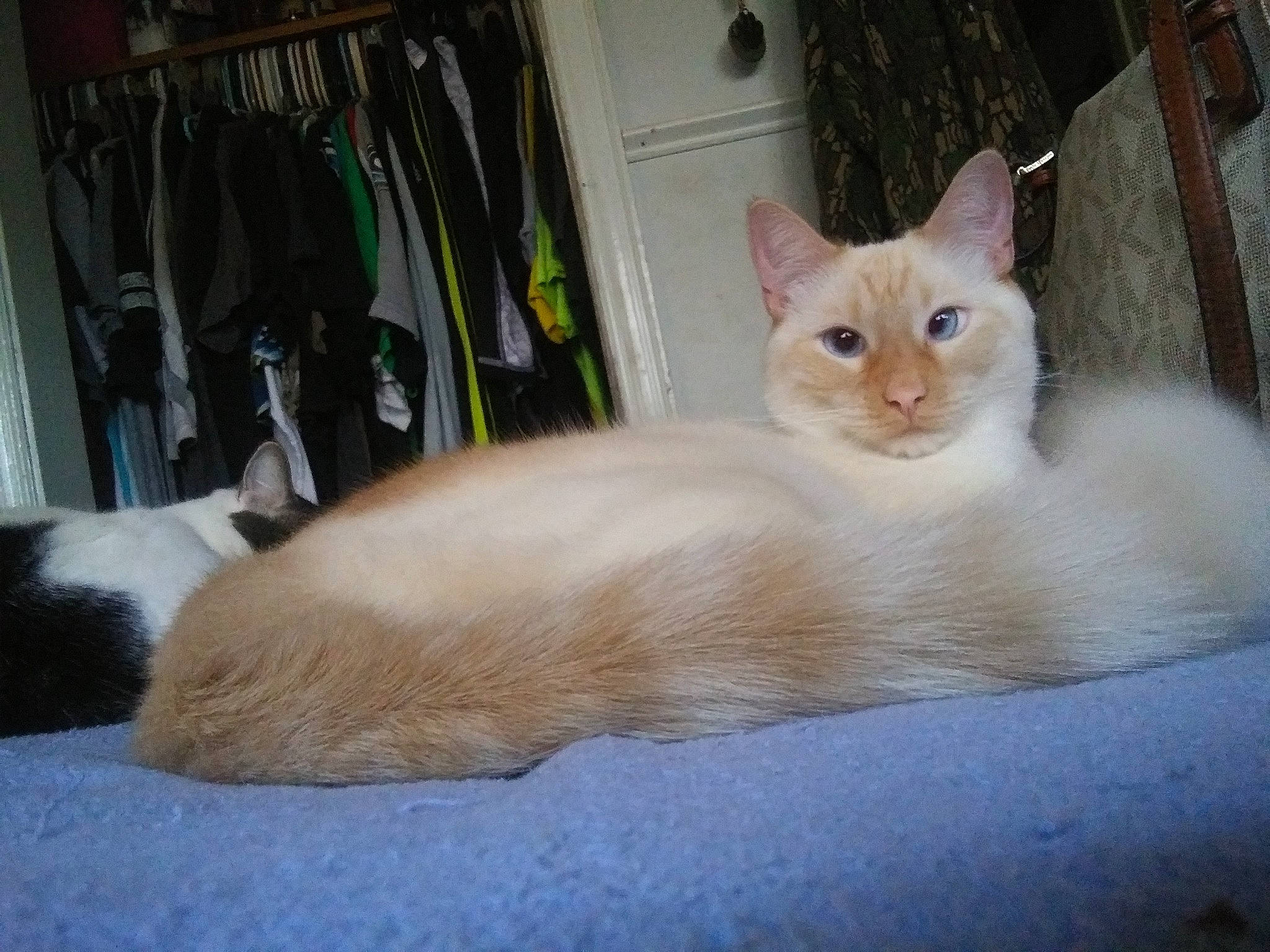 Keanu is registered to the contest to win money with this photo: carnivore, cat, cat_furniture, cat_supply, comfort, domestic_short_haired_cat, door, fawn, felidae, fur, paw, sitting, small_to_medium_sized_cats, snout, tail, thai, whiskers, wood