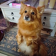 Ugo participe au concours pour gagner de l'argent avec cette photo : dog, pet, fluffy, golden_brown, sitting, indoor, carpet, table, candle, decor, furniture, cute, animal, living_room, fur, ears, tail, eyes, nose, home