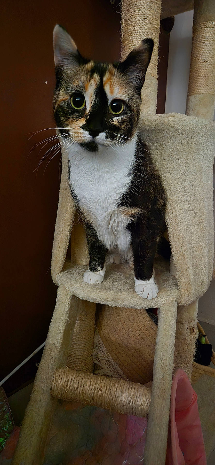 Vixy participe au concours pour gagner de l'argent avec cette photo : abyssinian, accessories, animal, armchair, bed, cat, chair, couch, furniture, kitten, manx, pet, plywood, siamese, strap, wood