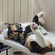 Vixy participe au concours pour gagner de l'argent avec cette photo : animal, calico, cat, cozy, curious, cute, domestic, feline, fluffy, fur, home, indoor, paw, perch, pet, relaxed, resting, scratching_post, stretching, window