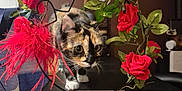 Vixy a rejoint le concours — aidez-le/la à gagner de superbes lots ! accessories, animal, art, cat, dahlia, flower, flowerarrangement, flowerbouquet, geranium, ikebana, indoors, interiordesign, kitten, leaf, pet, petal, plant, pottedplant, rose, wood