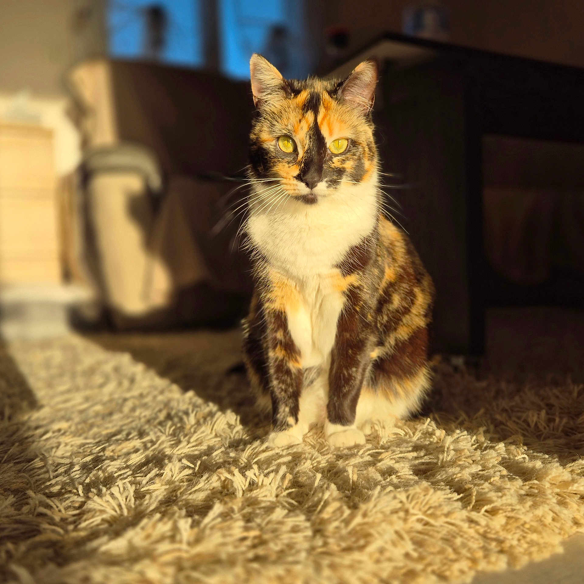 Vixy