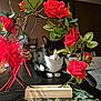 Akki participe au concours pour gagner de l'argent avec cette photo : animal, candle, cat, face, flower, flowerarrangement, flowerbouquet, geranium, head, ikebana, kitten, leaf, person, pet, petal, photography, plant, portrait, pottedplant, rose