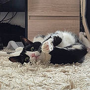Akki participe au concours pour gagner de l'argent avec cette photo : animal, black_and_white, carpet, cat, cozy, curious, cute, domestic, ears, eyes, floor, furniture, home, indoor, lying_down, paw, pet, relaxed, rug, whiskers