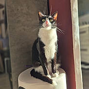 Akki a rejoint le concours — aidez-le/la à gagner de superbes lots ! animal, black_and_white, cat, cozy, curious, domestic_cat, feline, furniture, green_eyes, household, indoor, pet, portrait, relaxed, sitting, soft_light, stool, sunlight, tuxedo_cat, whiskers
