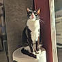 animal, black_and_white, cat, cozy, curious, domestic_cat, feline, furniture, green_eyes, household, indoor, pet, portrait, relaxed, sitting, soft_light, stool, sunlight, tuxedo_cat, whiskers