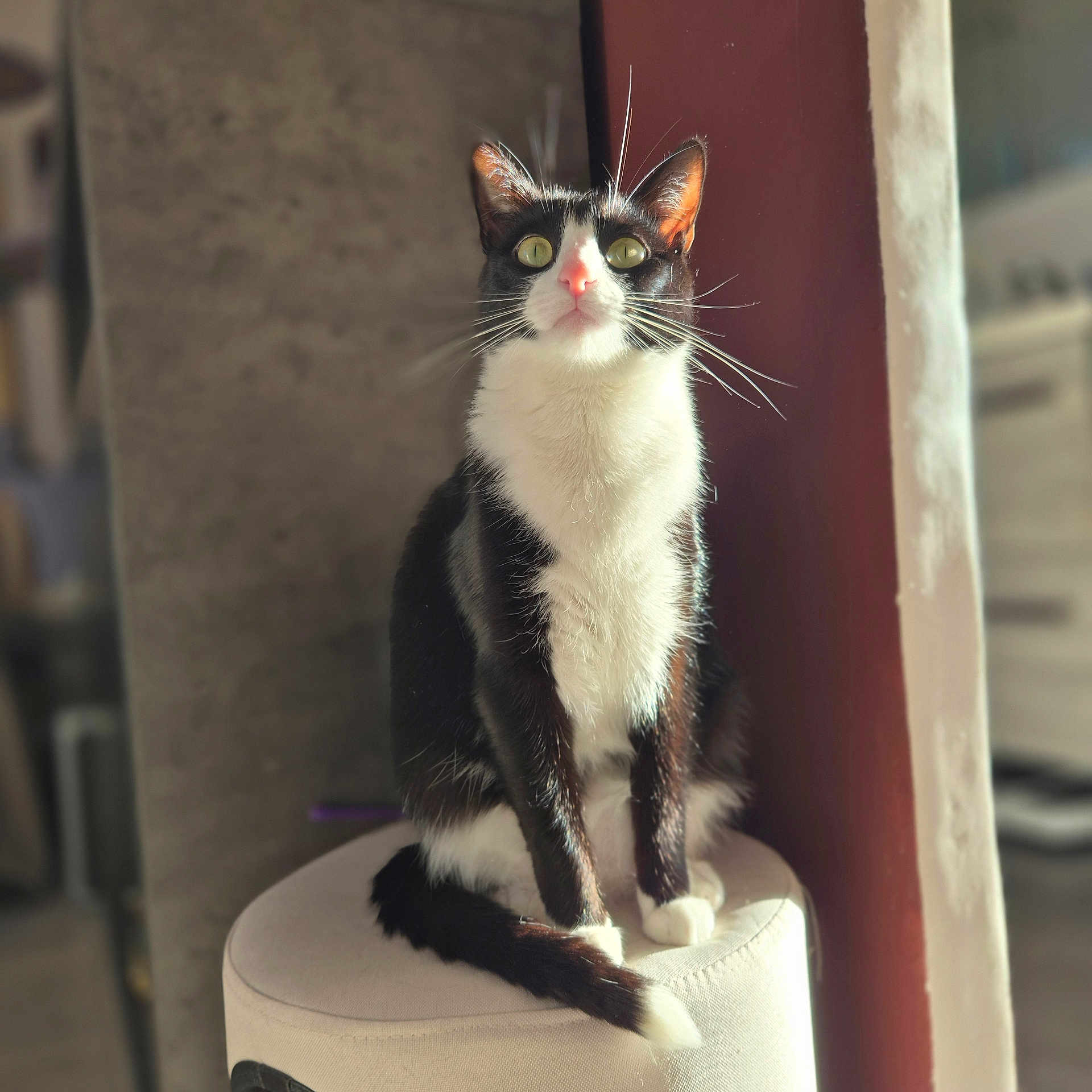 Akki a rejoint le concours — aidez-le/la à gagner de superbes lots ! animal, black_and_white, cat, cozy, curious, domestic_cat, feline, furniture, green_eyes, household, indoor, pet, portrait, relaxed, sitting, soft_light, stool, sunlight, tuxedo_cat, whiskers