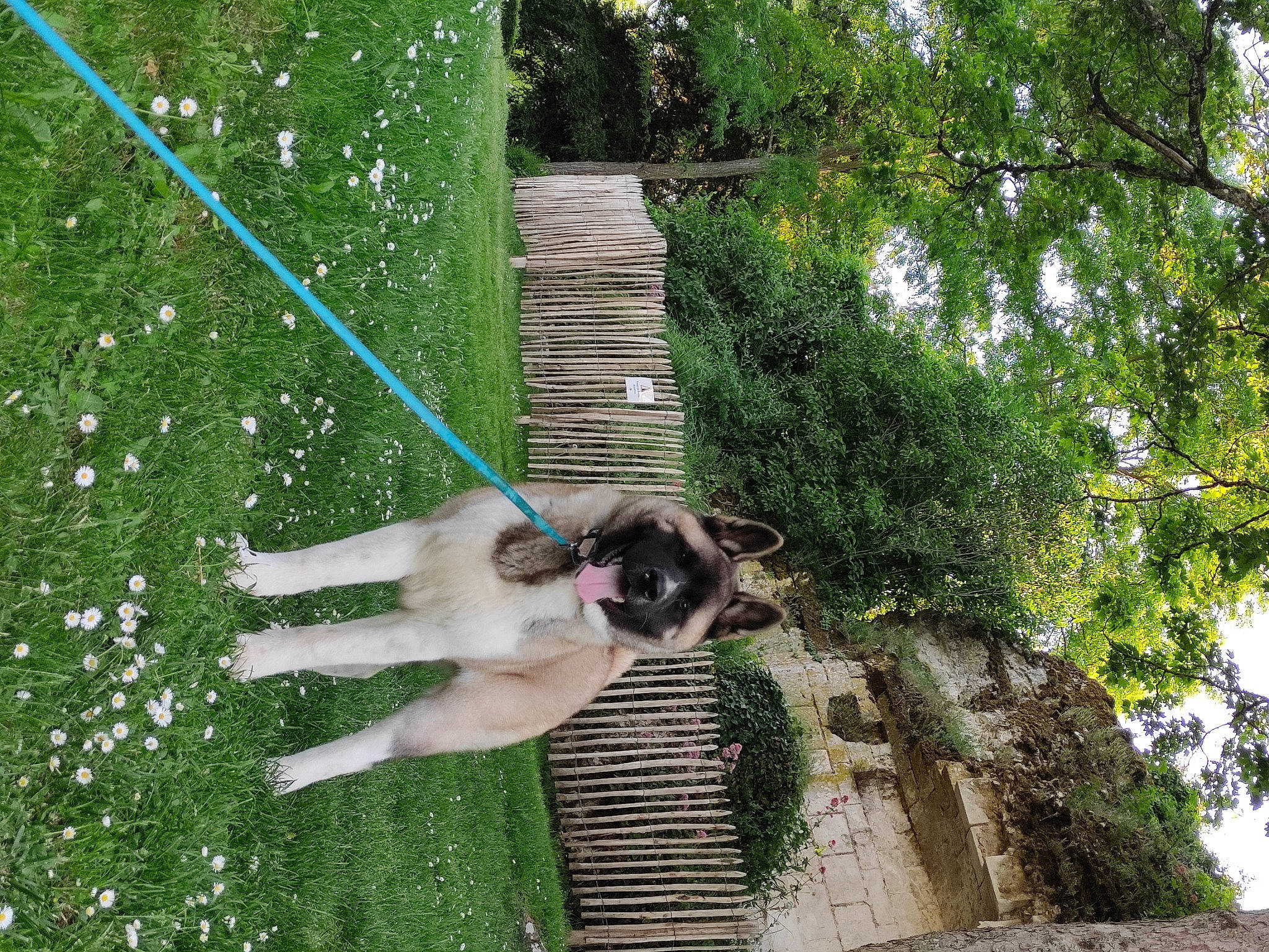 Sven a rejoint le concours — aidez-le/la à gagner de superbes lots ! barechested, botany, carnivore, dog, dog_breed, fawn, fun, garden, grass, green, leaf, leisure, people_in_nature, plant, shrub, sporting_group, tail, tree, vegetation, water