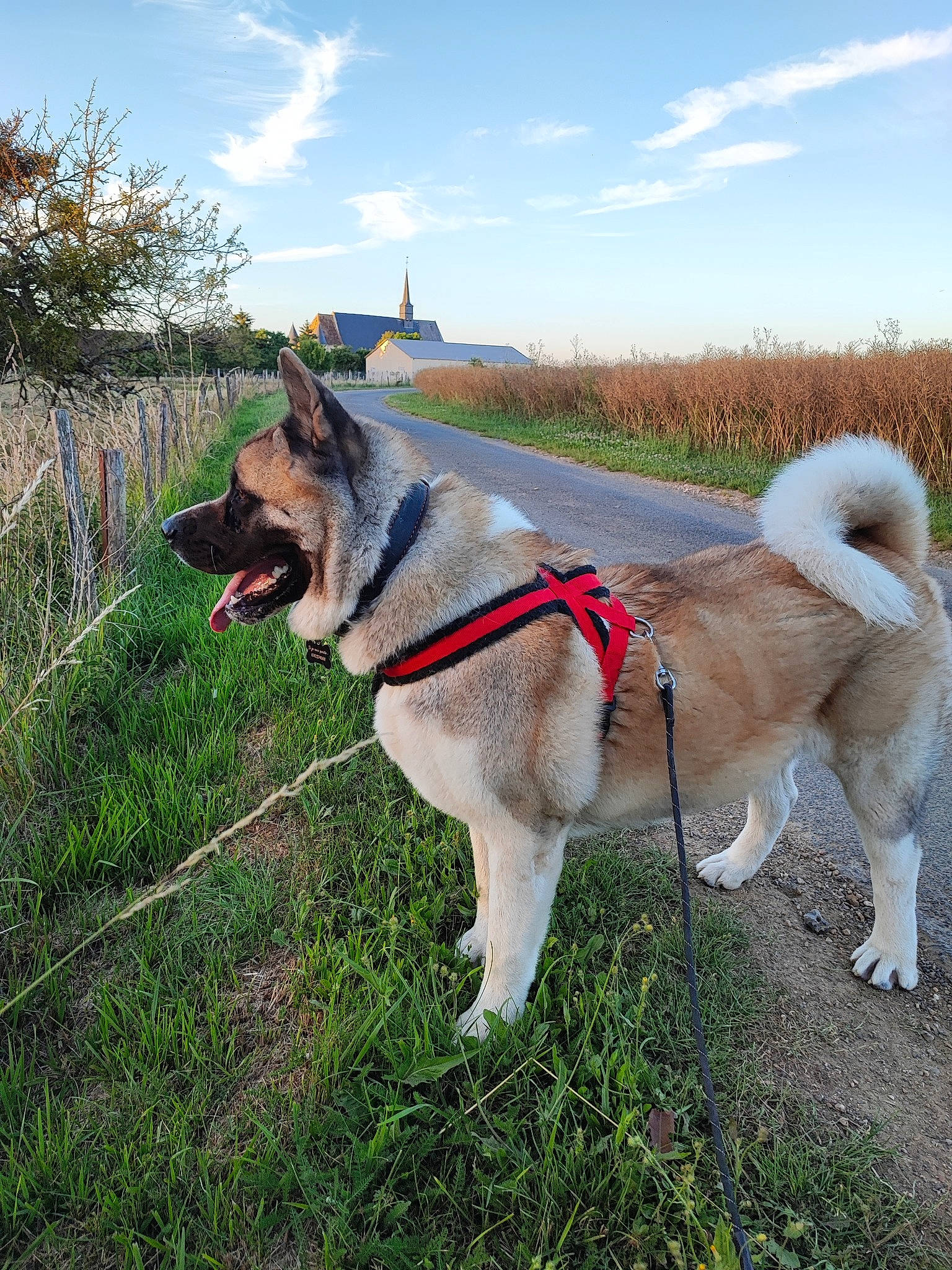 Sven a rejoint le concours — aidez-le/la à gagner de superbes lots ! canidae, carnivore, cloud, collar, companion_dog, dog, dog_breed, dog_collar, fawn, fence, grass, leash, pet_supply, plant, siberian_husky, sky, sled_dog, sporting_group, tail, working_animal