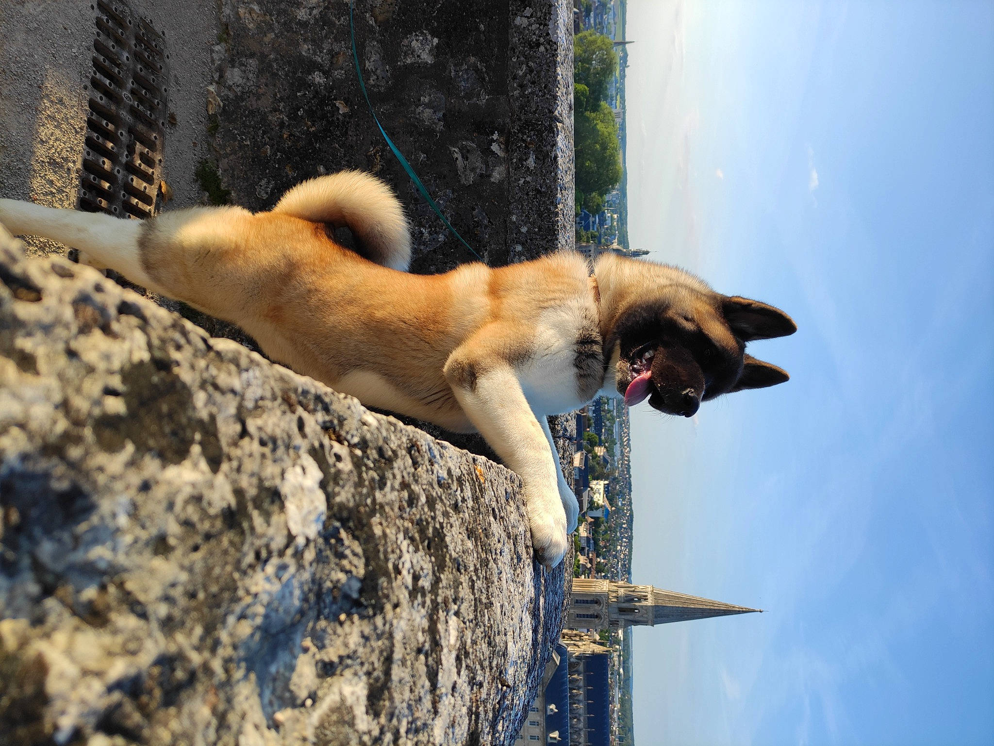 Sven a rejoint le concours — aidez-le/la à gagner de superbes lots ! canidae, carnivore, companion_dog, dog, dog_breed, fawn, felidae, fur, plant, rock, sky, snout, sporting_group, tail, water, whiskers, wildlife, window, wood, working_dog