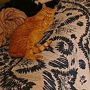 Shea joined the competition — help win amazing prizes! animal, bed, bedroom, bedspread, blanket, cat, cozy, furry, ginger_cat, indoor, lying_down, orange_cat, patterned_fabric, paws, pet, plush_toy, portrait, relaxed, whiskers, winking