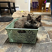 Fuzz is registered to the contest to win money with this photo: animal, basket, carpet, cat, cozy, curious, cute, domestic, door, floor, furniture, household, indoor, kitten, pet, plant, resting, small, stone_floor, tortoiseshell