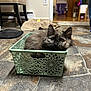 animal, basket, carpet, cat, cozy, curious, cute, domestic, door, floor, furniture, household, indoor, kitten, pet, plant, resting, small, stone_floor, tortoiseshell