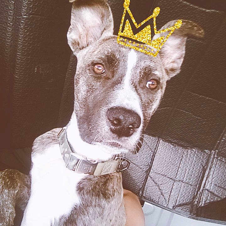 Pewter Pretty Boy