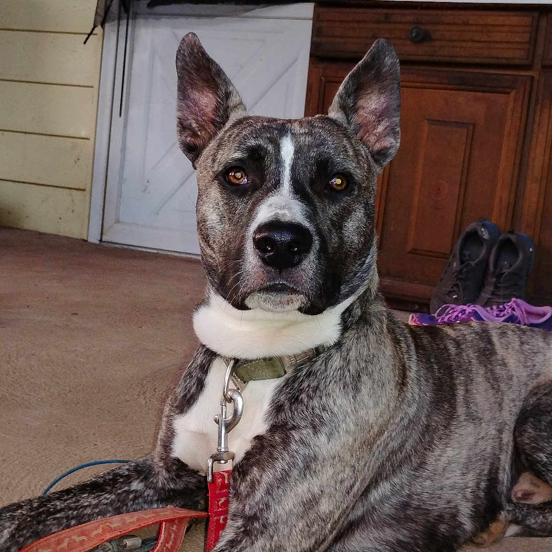 Pewter joined the competition — help win amazing prizes! accessories, animal, bulldog, canine, clothing, dog, footwear, greatdane, hardwood, hound, indoors, interiordesign, leash, pet, plant, plywood, pottedplant, shoe, strap, wood