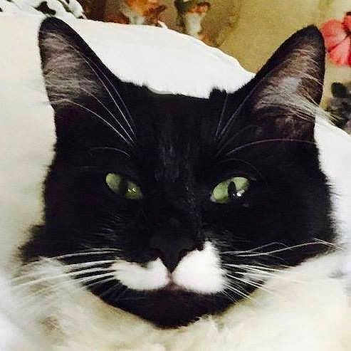 The Great Gatsby joined the competition — help win amazing prizes! american_wirehair, asian, black_and_white, black_cat, carnivore, cat, close_up, domestic_short_haired_cat, ear, european_shorthair, eye, felidae, formal_wear, fur, kitten, nose, small_to_medium_sized_cats, snapshot, snout, whiskers