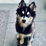 Renegade is registered to the contest to win money with this photo: adorable, animal, black_and_white, curious, cute, dog, ears, eyes, face, floor, fluffy, fur, heterochromia, indoor, looking_up, pet, portrait, puppy, sitting, young