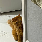 Chloe joined the competition — help win amazing prizes! animal, cat, doorway, ears, eyes, face, fluffy, furry, ginger_cat, hallway, home, indoors, orange_cat, peeking, pet, sitting, tail, tile_floor, wall, whiskers