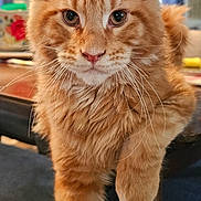 Rocky is registered to the contest to win money with this photo: animal, background_blur, cat, closeup, curious, cute, domestic, ears, feline, focus, fur, indoor, mammal, orange_tabby, pet, playful, portrait, stretching, table, whiskers