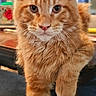 animal, background_blur, cat, closeup, curious, cute, domestic, ears, feline, focus, fur, indoor, mammal, orange_tabby, pet, playful, portrait, stretching, table, whiskers