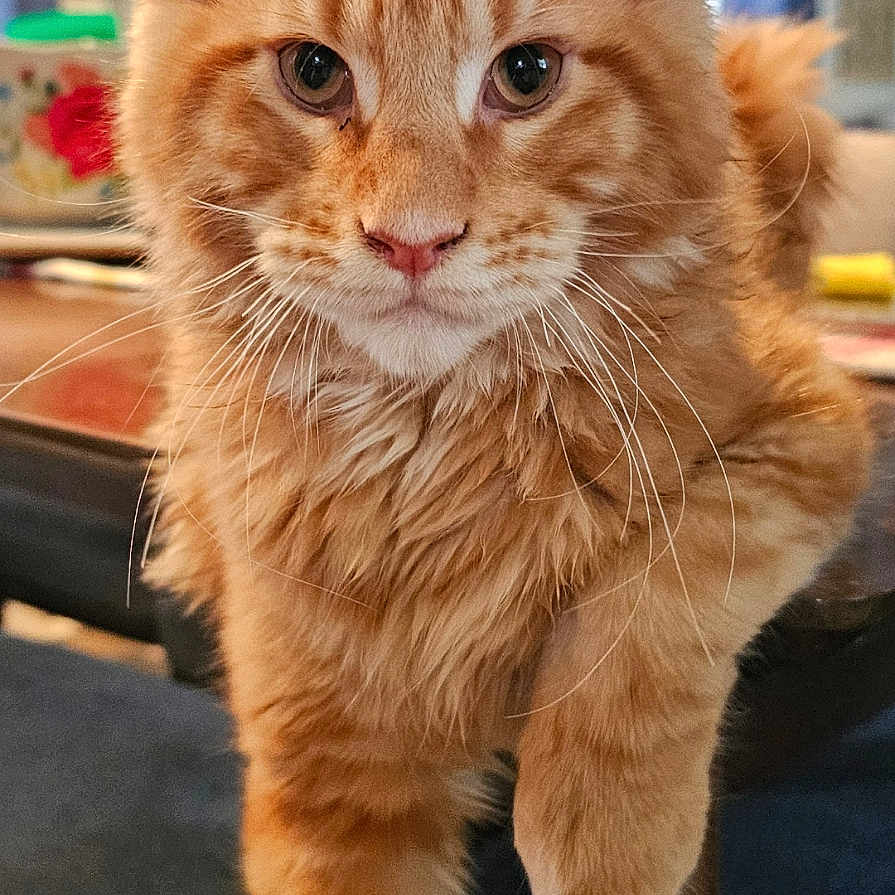 Rocky
