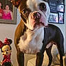 boston_terrier, dog, socks, booties, table, living_room, framed_photos, minnie_mouse, figurine, curious, pet, indoor, decor, furniture, canine, animal, portrait, looking, ears_up, expression