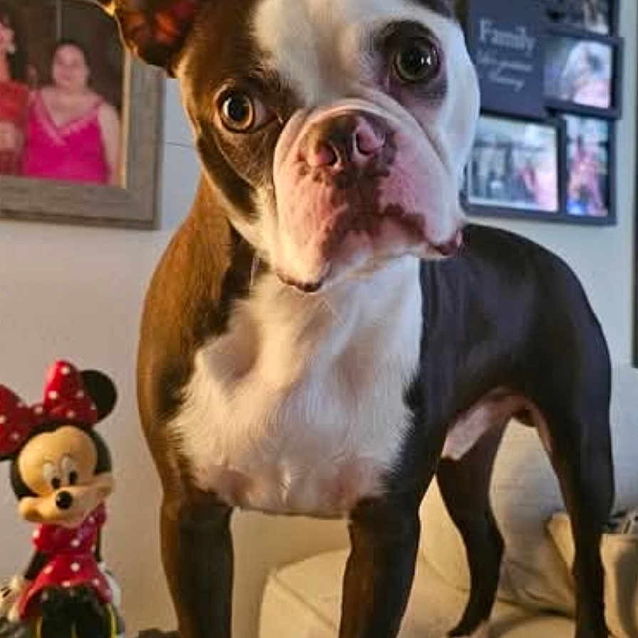 Ikory is registered to the contest to win money with this photo: boston_terrier, dog, socks, booties, table, living_room, framed_photos, minnie_mouse, figurine, curious, pet, indoor, decor, furniture, canine, animal, portrait, looking, ears_up, expression